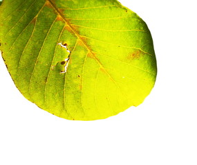 leaves on white background