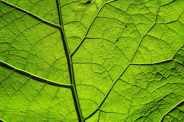 Naklejka na ściany i meble Details of a giant green leaf
