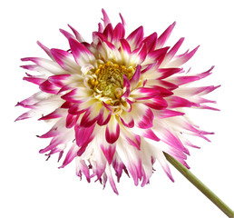 isolated  chrysanthemum