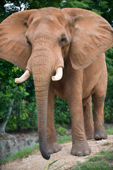 Fototapeta na wymiar Red słonia