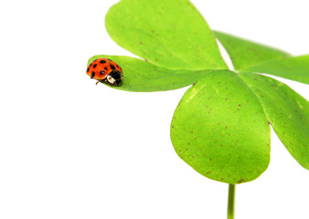 Red ladybird on a four leaf clover