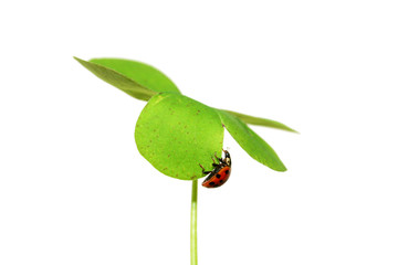 Red ladybird on a four leaf clover
