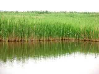 roselières en Camargue