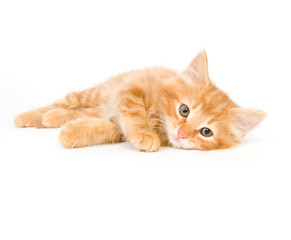 A kitten lays down on a white background