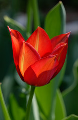 Naklejka premium Red tulip blossom