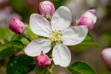 Naklejka na ściany i meble Close-up of an apple blossom