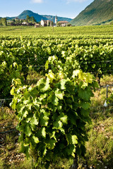 Fototapeta na wymiar Vignes à Chignin en Savoie
