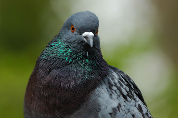 pigeon