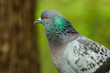 pigeon