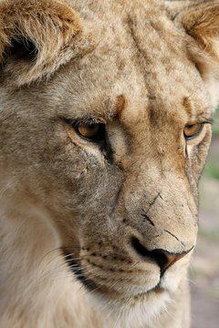 Close up of a beautiful lioness with scars on her nose
