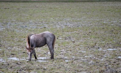 Un poulin, en liberté