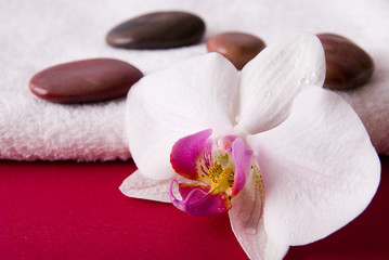 Ein Badetuch mit einer weißen Orchidee und Wellnesssteine