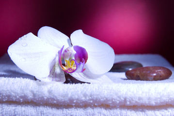 Eine weiße Orchideenblüte auf dem Badetuch