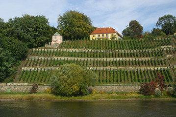 Dresden Weinberg - Dresden vineyard 03