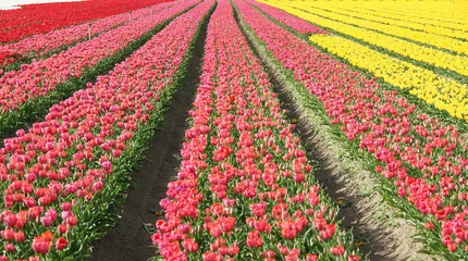 Photo sur Plexiglas Tulipe champ tulipe
