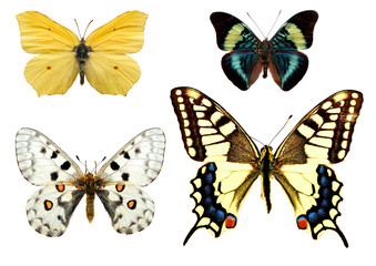 Fototapeta na wymiar isolated butterflies