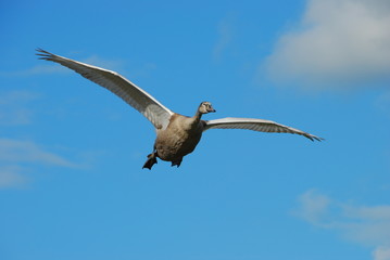 Young Swan in Flight