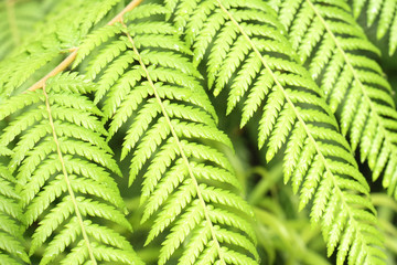 green background from the czech forest