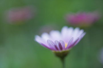 Ox-eye Daisy - Leucanthemum vulgare