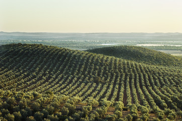 Extensive olive grove in the plains of Alentejo, Portugal.