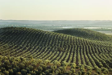 Fototapete Rund Extensive olive grove in the plains of Alentejo, Portugal. © mrfotos_fotolia