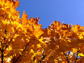 yellow autumn leaves bright up in the sun