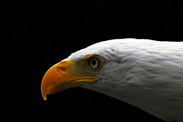 American Bald Eagle