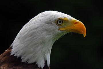 American Bald Eagle