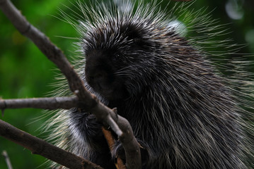 Porcupine