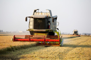 Obraz premium Modern combine harvester in a rice field during harvest time
