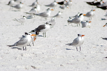 Several adult Royal Tern on the shore
