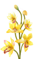 Naklejka na ściany i meble An orchid