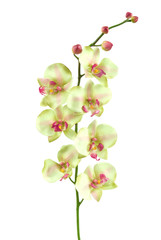 Fototapeta premium An orchid