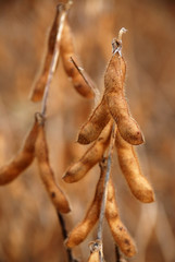 soybean pod in a field ready to be picked