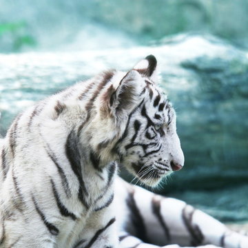 White tiger