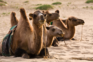 Saddled camels