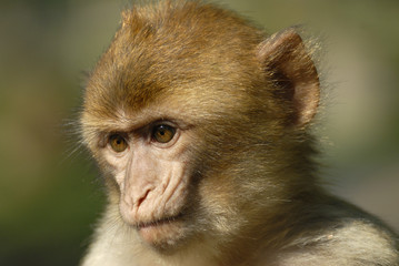 Portrait de singe