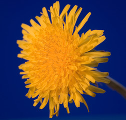 Fototapeta premium dandelion on blue