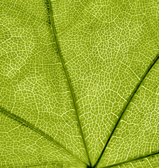 background of green leaf