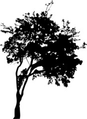 small broad-leaved tree