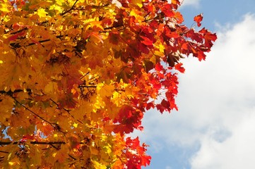 Autumn leaves against a beautiful sky