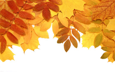 Decorative frame from bright autumn leaves