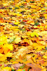 Lots dead maple leves, may be used as background