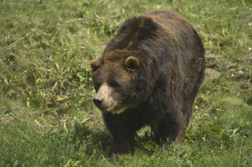 Wild Brown Bear Banff National Park