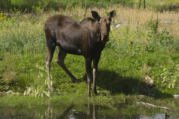 Fototapeta premium Moose (Alces alces) in Banff National Park Canada