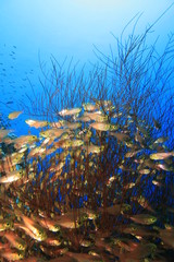 Glass Fish