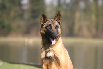 berger belge malinois à l'air étonné