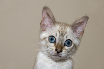 A young bengal kitten with a brown background