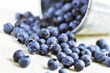 Fresh blueberries spilling out of a pail close up