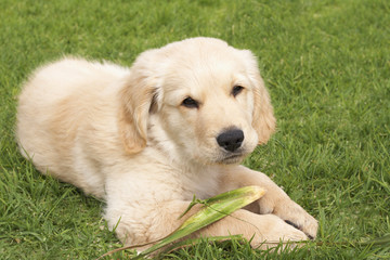 Small obedient golden retriever puppy lying on the green grass